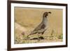 USA, Arizona, Sonoran Desert. Male Gambel's quail.-Jaynes Gallery-Framed Premium Photographic Print