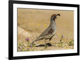 USA, Arizona, Sonoran Desert. Male Gambel's quail.-Jaynes Gallery-Framed Premium Photographic Print