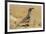 USA, Arizona, Sonoran Desert. Male Gambel's quail.-Jaynes Gallery-Framed Premium Photographic Print