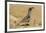 USA, Arizona, Sonoran Desert. Male Gambel's quail.-Jaynes Gallery-Framed Premium Photographic Print