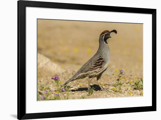 USA, Arizona, Sonoran Desert. Male Gambel's quail.-Jaynes Gallery-Framed Premium Photographic Print