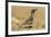 USA, Arizona, Sonoran Desert. Male Gambel's quail.-Jaynes Gallery-Framed Premium Photographic Print