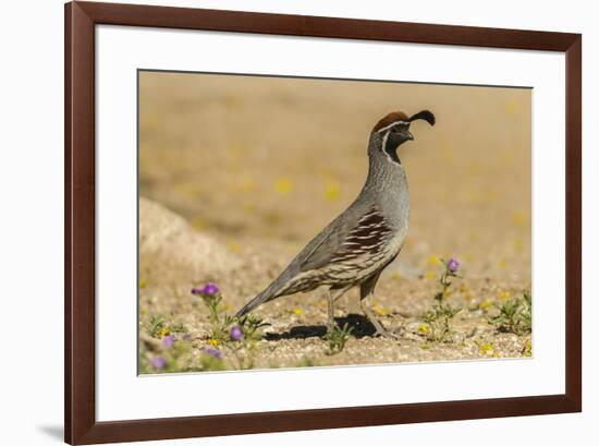 USA, Arizona, Sonoran Desert. Male Gambel's quail.-Jaynes Gallery-Framed Premium Photographic Print