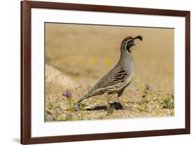 USA, Arizona, Sonoran Desert. Male Gambel's quail.-Jaynes Gallery-Framed Premium Photographic Print