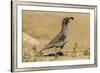 USA, Arizona, Sonoran Desert. Male Gambel's quail.-Jaynes Gallery-Framed Premium Photographic Print