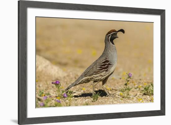 USA, Arizona, Sonoran Desert. Male Gambel's quail.-Jaynes Gallery-Framed Premium Photographic Print