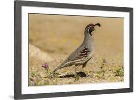 USA, Arizona, Sonoran Desert. Male Gambel's quail.-Jaynes Gallery-Framed Premium Photographic Print