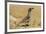 USA, Arizona, Sonoran Desert. Male Gambel's quail.-Jaynes Gallery-Framed Premium Photographic Print