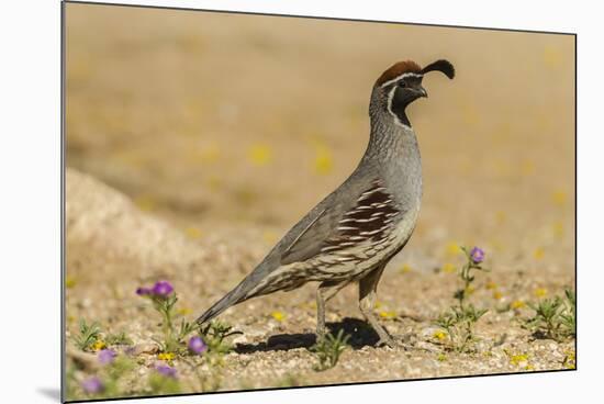 USA, Arizona, Sonoran Desert. Male Gambel's quail.-Jaynes Gallery-Mounted Premium Photographic Print