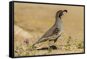 USA, Arizona, Sonoran Desert. Male Gambel's quail.-Jaynes Gallery-Framed Stretched Canvas