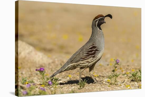 USA, Arizona, Sonoran Desert. Male Gambel's quail.-Jaynes Gallery-Stretched Canvas