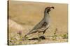USA, Arizona, Sonoran Desert. Male Gambel's quail.-Jaynes Gallery-Stretched Canvas