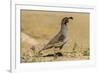 USA, Arizona, Sonoran Desert. Male Gambel's quail.-Jaynes Gallery-Framed Photographic Print