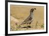 USA, Arizona, Sonoran Desert. Male Gambel's quail.-Jaynes Gallery-Framed Photographic Print