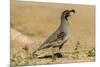 USA, Arizona, Sonoran Desert. Male Gambel's quail.-Jaynes Gallery-Mounted Photographic Print