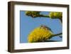 USA, Arizona, Sonoran Desert. Male Gila Woodpecker on Century Plant-Cathy & Gordon Illg-Framed Photographic Print
