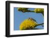 USA, Arizona, Sonoran Desert. Male Gila Woodpecker on Century Plant-Cathy & Gordon Illg-Framed Photographic Print