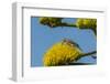 USA, Arizona, Sonoran Desert. Male Gila Woodpecker on Century Plant-Cathy & Gordon Illg-Framed Photographic Print