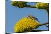 USA, Arizona, Sonoran Desert. Male Gila Woodpecker on Century Plant-Cathy & Gordon Illg-Mounted Photographic Print