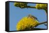 USA, Arizona, Sonoran Desert. Male Gila Woodpecker on Century Plant-Cathy & Gordon Illg-Framed Stretched Canvas