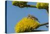 USA, Arizona, Sonoran Desert. Male Gila Woodpecker on Century Plant-Cathy & Gordon Illg-Stretched Canvas