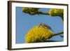 USA, Arizona, Sonoran Desert. Male Gila Woodpecker on Century Plant-Cathy & Gordon Illg-Framed Photographic Print