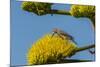 USA, Arizona, Sonoran Desert. Male Gila Woodpecker on Century Plant-Cathy & Gordon Illg-Mounted Photographic Print