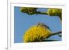 USA, Arizona, Sonoran Desert. Male Gila Woodpecker on Century Plant-Cathy & Gordon Illg-Framed Photographic Print