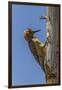 USA, Arizona, Sonoran Desert. Male Gila Woodpecker on Ocotillo-Cathy & Gordon Illg-Framed Photographic Print