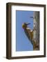 USA, Arizona, Sonoran Desert. Male Gila Woodpecker on Ocotillo-Cathy & Gordon Illg-Framed Photographic Print