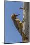 USA, Arizona, Sonoran Desert. Male Gila Woodpecker on Ocotillo-Cathy & Gordon Illg-Mounted Photographic Print