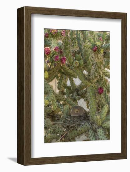 USA, Arizona, Sonoran Desert. Mourning Dove with Chick on Nest-Cathy & Gordon Illg-Framed Photographic Print