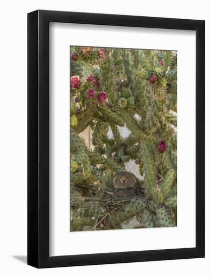 USA, Arizona, Sonoran Desert. Mourning Dove with Chick on Nest-Cathy & Gordon Illg-Framed Photographic Print