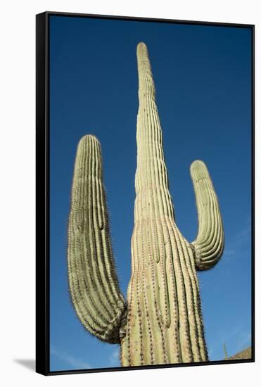 USA, Arizona, Sonoran Desert, Saguaro Giant Saguaro Cactus-Cindy Miller Hopkins-Framed Stretched Canvas