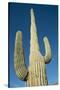 USA, Arizona, Sonoran Desert, Saguaro Giant Saguaro Cactus-Cindy Miller Hopkins-Stretched Canvas