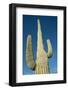 USA, Arizona, Sonoran Desert, Saguaro Giant Saguaro Cactus-Cindy Miller Hopkins-Framed Photographic Print