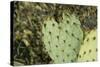 USA, Arizona, Sonoran Desert, Saguaro Prickly Pear Cactus-Cindy Miller Hopkins-Stretched Canvas