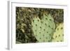 USA, Arizona, Sonoran Desert, Saguaro Prickly Pear Cactus-Cindy Miller Hopkins-Framed Photographic Print