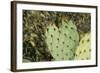 USA, Arizona, Sonoran Desert, Saguaro Prickly Pear Cactus-Cindy Miller Hopkins-Framed Photographic Print