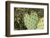 USA, Arizona, Sonoran Desert, Saguaro Prickly Pear Cactus-Cindy Miller Hopkins-Framed Photographic Print