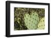 USA, Arizona, Sonoran Desert, Saguaro Prickly Pear Cactus-Cindy Miller Hopkins-Framed Photographic Print