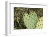 USA, Arizona, Sonoran Desert, Saguaro Prickly Pear Cactus-Cindy Miller Hopkins-Framed Photographic Print