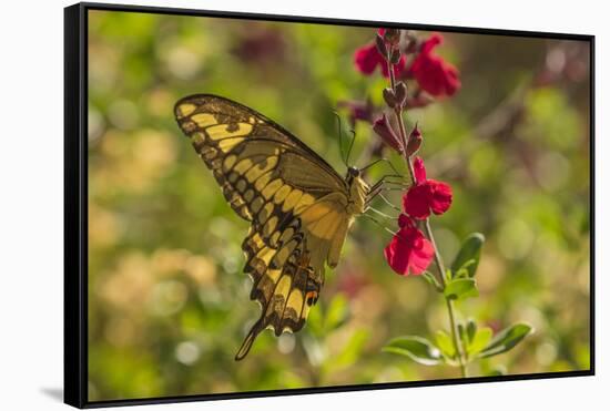 USA, Arizona, Sonoran Desert. Swallow-tailed butterfly on Penstemon flower.-Jaynes Gallery-Framed Stretched Canvas