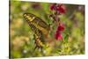 USA, Arizona, Sonoran Desert. Swallow-tailed butterfly on Penstemon flower.-Jaynes Gallery-Stretched Canvas