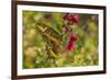 USA, Arizona, Sonoran Desert. Swallow-tailed butterfly on Penstemon flower.-Jaynes Gallery-Framed Photographic Print