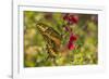 USA, Arizona, Sonoran Desert. Swallow-tailed butterfly on Penstemon flower.-Jaynes Gallery-Framed Photographic Print