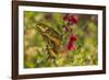 USA, Arizona, Sonoran Desert. Swallow-tailed butterfly on Penstemon flower.-Jaynes Gallery-Framed Photographic Print