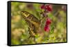 USA, Arizona, Sonoran Desert. Swallow-tailed butterfly on Penstemon flower.-Jaynes Gallery-Framed Stretched Canvas