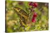 USA, Arizona, Sonoran Desert. Swallow-tailed butterfly on Penstemon flower.-Jaynes Gallery-Stretched Canvas