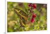 USA, Arizona, Sonoran Desert. Swallow-tailed butterfly on Penstemon flower.-Jaynes Gallery-Framed Photographic Print